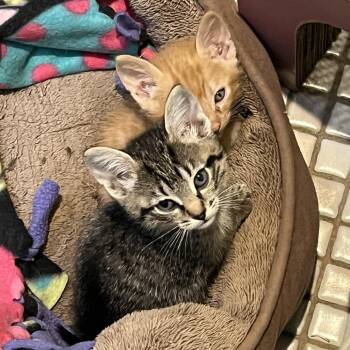 Domestic Short Hair Cats Available for Adoption in Minnetonka, Minnesota - Ant C69046 | PetCurious