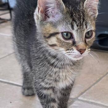 Lavender -  Domestic Short Hair Cat for Adoption in Waldorf, Maryland - Lavender | PetCurious