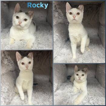 Domestic Short Hair Cats Available for Adoption - Rocky | PetCurious