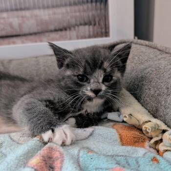 Mai Tai, Daiquiri, and Martini -  Domestic Short Hair Cat for Adoption in Leesburg, Virginia - Mai Tai, Daiquiri, And Martini | PetCurious