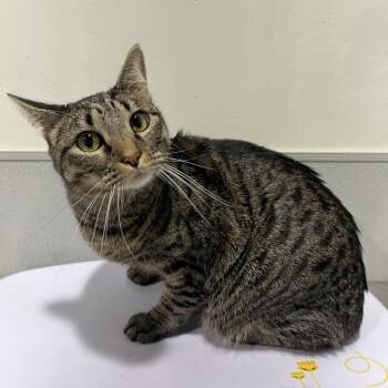 Tuna (Luna) -  Domestic Short Hair Cat for Adoption in Tampa, Florida - Tuna (Luna) | PetCurious