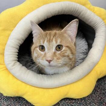 Rocky -  Domestic Short Hair Cat for Adoption in Buffalo, New York - Rocky | PetCurious