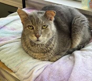 Sebastian -  Domestic Short Hair Cat Available for Adoption in Randolph, Massachusetts - Sebastian | PetCurious