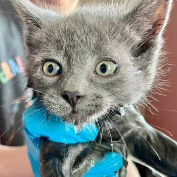 Austin (Corazon) -  Domestic Short Hair Cat for Adoption in Lakewood, Colorado - Austin (Corazon) | PetCurious