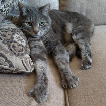 Morgan -  Domestic Short Hair Cat for Adoption in Murray, Utah - Morgan | PetCurious
