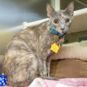 JAZZ -  Domestic Short Hair Cat for Adoption in St. Louis, Missouri - JAZZ | PetCurious