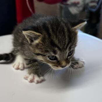 Spectrum -  Domestic Short Hair Cat for Adoption in Mt. Juliet, Tennessee - Spectrum | PetCurious