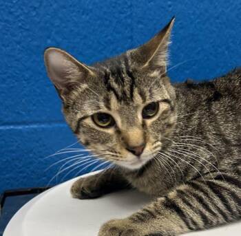 Domestic Short Hair Cats Available for Adoption - Diesel | PetCurious