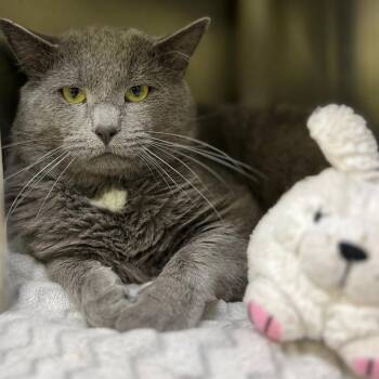 Domestic Short Hair Cats Available for Adoption in Springfield, Illinois - Fargo | PetCurious