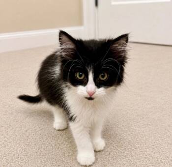 Pearl -  Domestic Long Hair Cat for Adoption in New Cumberland, West Virginia - Pearl | PetCurious