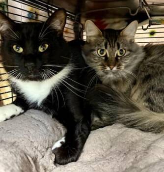 Rescue Domestic Medium Hair Cats for Adoption in Virginia Beach, Virginia - 178814 Dash & 178817 Nala *BONDED PAIR* | PetCurious