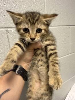 Aster -  Domestic Short Hair Cat for Adoption in Henderson, North Carolina - Aster | PetCurious