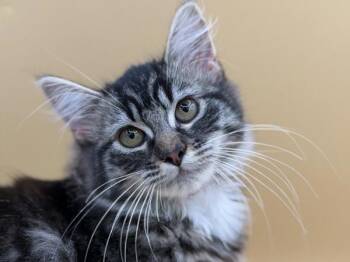 Tamsin -  Domestic Medium Hair Cat for Adoption in Portland, Oregon - Tamsin | PetCurious
