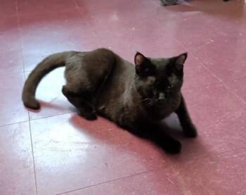 Ace #2 -  Domestic Short Hair Cat for Adoption in Bridgewater, New Jersey - Ace #2 | PetCurious