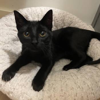 Domestic Short Hair Cats Available for Adoption - Chase | PetCurious