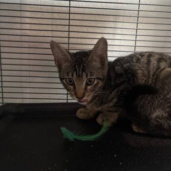 Wasp -  Domestic Short Hair Cat for Adoption in Dallas, Texas - Wasp | PetCurious