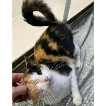 Chloe -  American Shorthair Cat for Adoption in Austin, Texas - Chloe | PetCurious