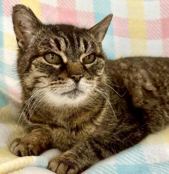 Domestic Short Hair Cats Available for Adoption - Aubrey | PetCurious