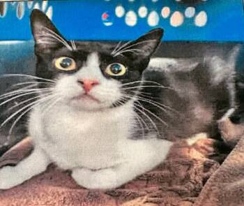 Rescue Domestic Short Hair Cats for Adoption - Mardi | PetCurious