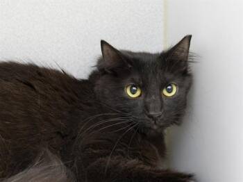 Domestic Short Hair Cats Available for Adoption in Phoenix, Arizona - VIVI | PetCurious