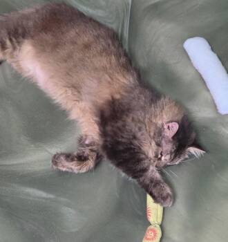 Boss Hog -  Domestic Long Hair Cat for Adoption in Oviedo, Florida - Boss Hog | PetCurious