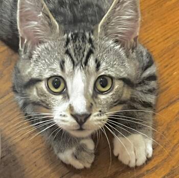 Dickon (bonded with Mary) -  Tabby and Domestic Short Hair Cat for Adoption in Vaughan, Ontario - Dickon (bonded With Mary) | PetCurious