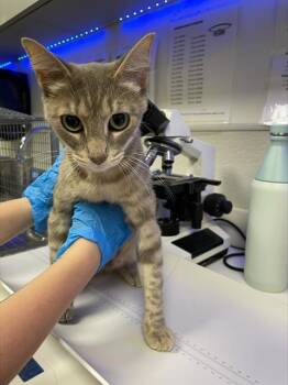 Rescue Domestic Short Hair Cats for Adoption in Rosenberg, Texas - CHARLOTTE | PetCurious