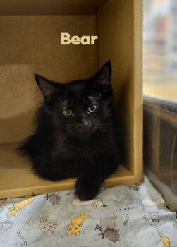 Bear Shewman (loving fuzzy boy and brother to Moose) -  Domestic Short Hair Cat for Adoption in Stowe, Pennsylvania - Bear Shewman (loving Fuzzy Boy And Brother To Moose) | PetCurious