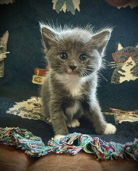 Maximillion -  Domestic Short Hair Cat for Adoption in South Pasadena, California - Maximillion | PetCurious