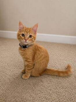 Pig Pen -  Domestic Medium Hair Cat for Adoption in Millcreek, Utah - Pig Pen | PetCurious