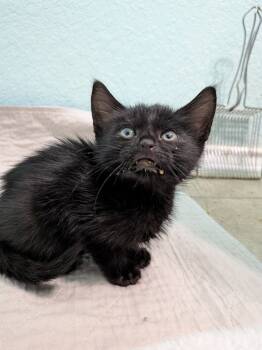 Rescue Domestic Short Hair Cats for Adoption in San Antonio, Texas - Flannel | PetCurious