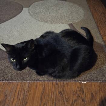 Rescue Domestic Short Hair Cats for Adoption in St. Peters, Missouri - Sonata | PetCurious