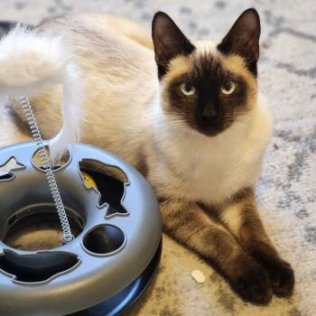 Rescue Siamese and Domestic Short Hair Cats for Adoption in Washougal, Washington - Skippy | PetCurious