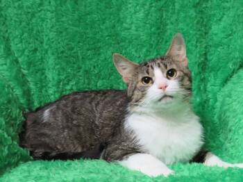Rescue Tabby and Domestic Short Hair Cats for Adoption in Greensburg, Pennsylvania - Fergal | PetCurious