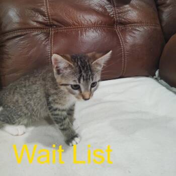 Ferns -  Domestic Short Hair Cat for Adoption in Livingston, Texas - Ferns | PetCurious