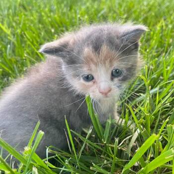 Stevie -  Domestic Medium Hair Cat for Adoption in Winston-salem, North Carolina - Stevie | PetCurious