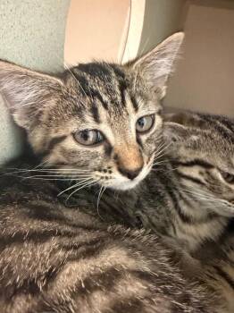 Peanut -  Domestic Short Hair Cat for Adoption in Morgantown, Kentucky - Peanut | PetCurious