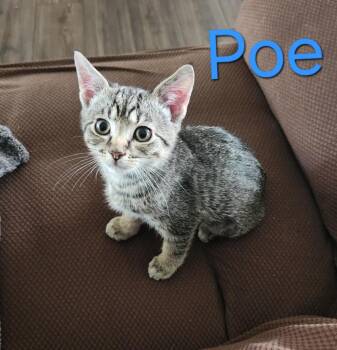 Poe -  Domestic Short Hair Cat for Adoption in Millcreek, Utah - Poe | PetCurious
