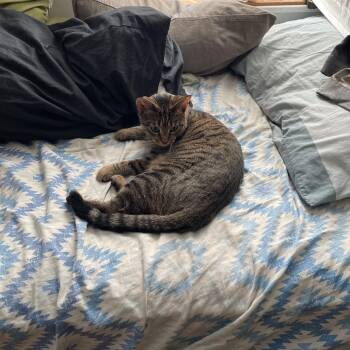 Rescue Domestic Short Hair Cats for Adoption - Calista 2 | PetCurious