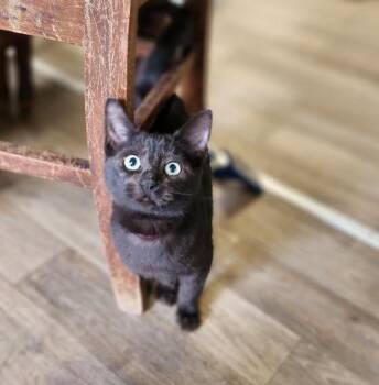 Cat 27392 (Betty Purr) -  Domestic Short Hair Cat for Adoption in Parlier, California - Cat 27392 (Betty Purr) | PetCurious