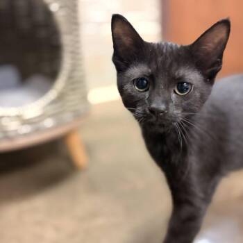 Onyx -  Domestic Short Hair Cat for Adoption in Davenport, Iowa - Onyx | PetCurious