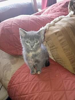 Tabitha -  Domestic Short Hair Cat for Adoption in San Antonio, Texas - Tabitha | PetCurious