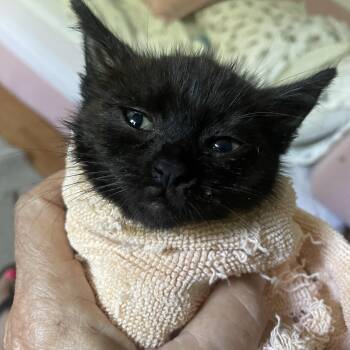 Merril -  Bombay and Domestic Short Hair Cat for Adoption in Los Angeles, California - Merril | PetCurious