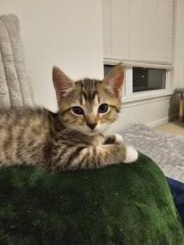 Tabby and Domestic Short Hair Cats Available for Adoption in Waxhaw, North Carolina - Melody | PetCurious