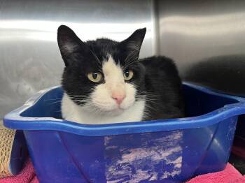 Big Daddy -  Domestic Short Hair Cat for Adoption in Washington, Utah - Big Daddy | PetCurious