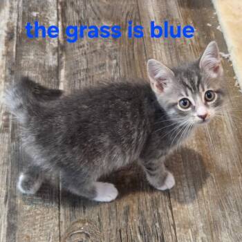 The Grass is Blue -  Domestic Medium Hair Cat for Adoption in Fredericksburg, Virginia - The Grass Is Blue | PetCurious