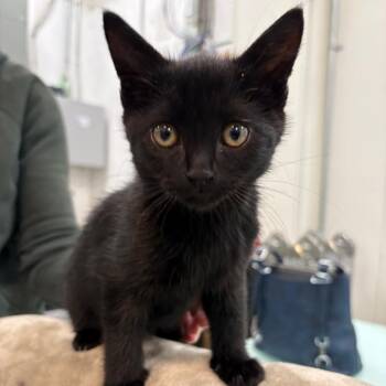 Freddy -  Domestic Short Hair Cat for Adoption in Victoria, British Columbia - Freddy | PetCurious