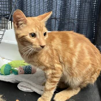 Rescue Domestic Short Hair Cats for Adoption in Miromar Lakes, Florida - Co-Jack | PetCurious