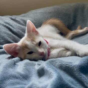 Baby Biscuit -  Domestic Short Hair Cat for Adoption in Los Angeles, California - Baby Biscuit | PetCurious