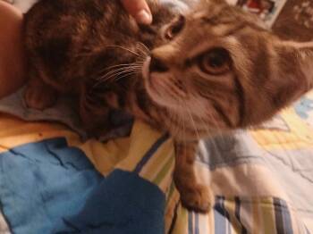 Rescue Domestic Short Hair Cats for Adoption in Partlow, Virginia - Hope | PetCurious